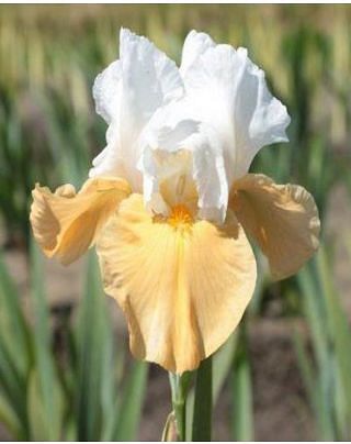 Iris Germanica Pumpkin Cheesecake 