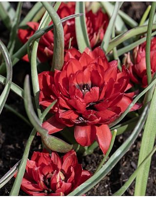 Tulip Samantha Bulbs