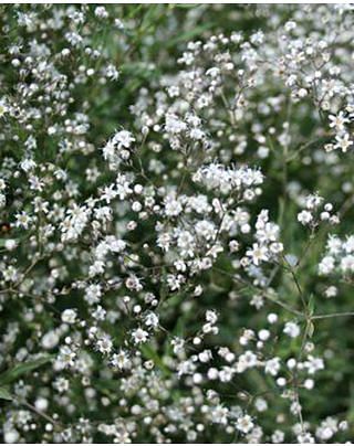 Gypsophila Bristol Fairy 