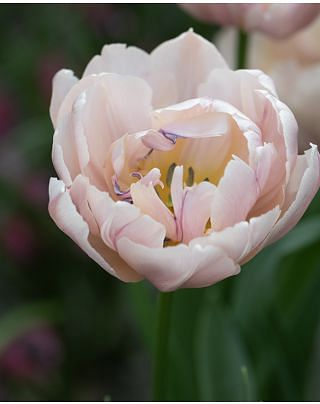 Tulip Double Shake Bulbs