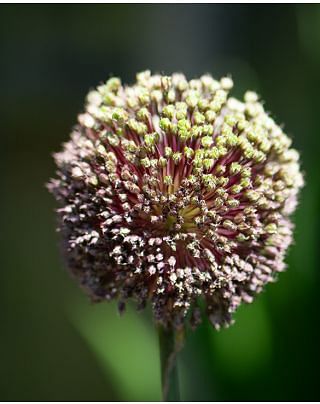 Allium Amethystinum Forelock Bulbs