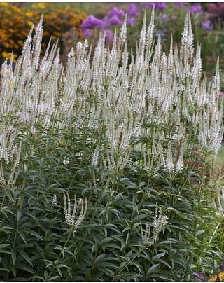 Veronicastrum Diana