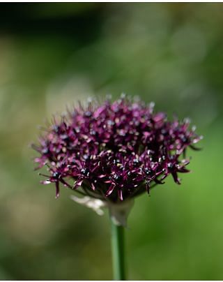 Allium Atropurpureum