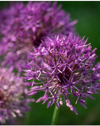 Allium Purple Rain Bulbs