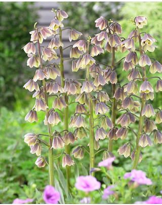 Fritillaria Green Dreams Bulbs
