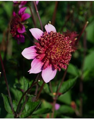 Dahlia The Phantom