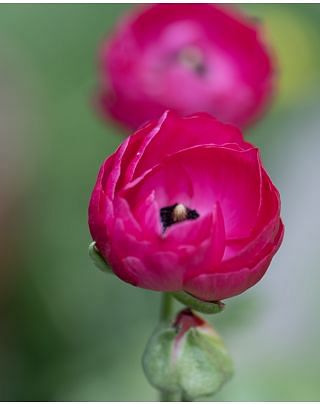 Ranunculus Aviv Dark Pink Bulbs