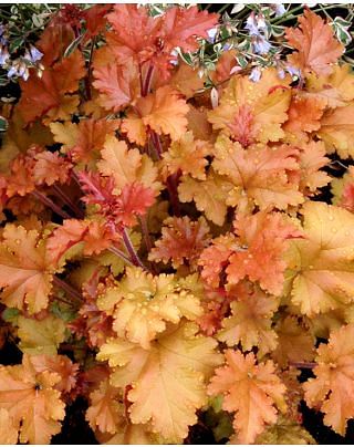 Heuchera Marmalade