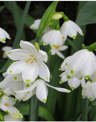 Leucojum Gravetye Giant Bulbs