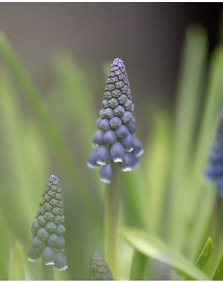 Muscari Joyce Spirit Bulbs