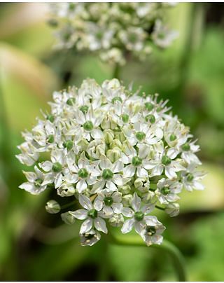Allium Nigrum (Multiosum) Bulbs