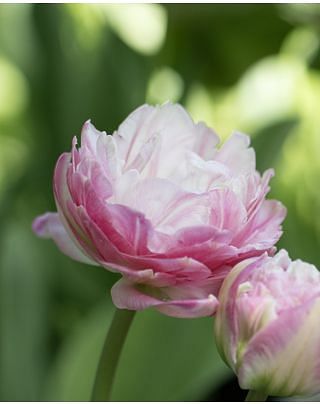 Tulip Pink Size Bulbs