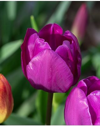 Tulip Negrita Bulbs