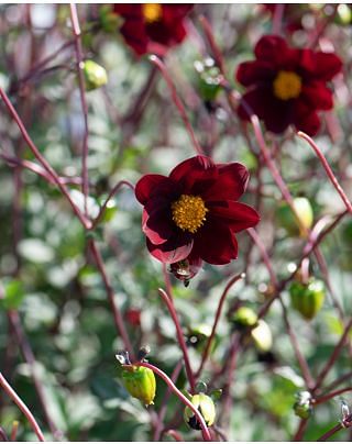 Dahlia Mexican Star