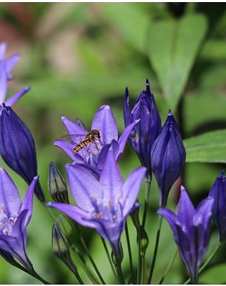 Triteleia Corrina (Brodiaea) Bulbs