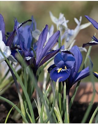 Iris Reticulata Species Mixture