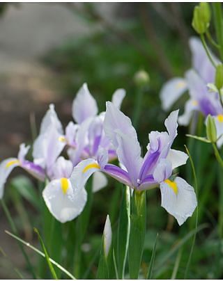 Dutch Iris Carmen Bulbs