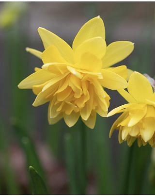 Narcissus Tete Boucle