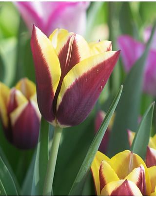 Tulip Gavota Bulbs