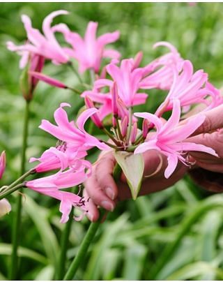 Amarine Belladiva Bulbs