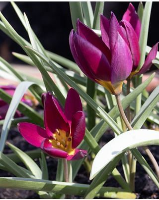Tulip Humilis Odalisque Bulbs