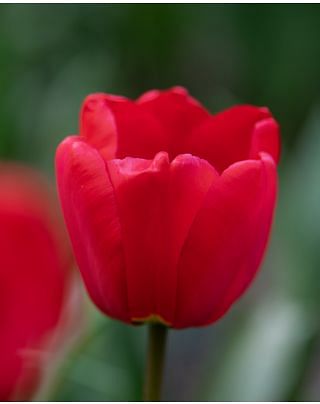 Tulip Apeldoorn