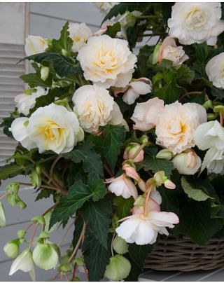 Begonia Odorosa White Blush Bulbs