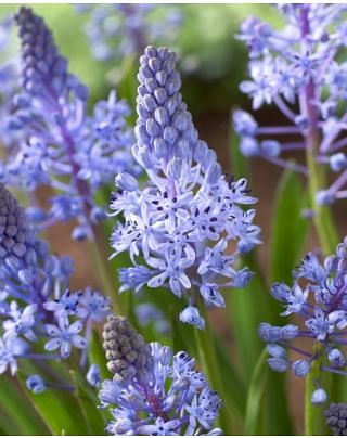 Scilla Litardierei