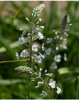 Veronica Gentianoides