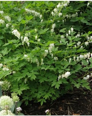 Lamprocapnos (Dicentra Spectabllis) Alba