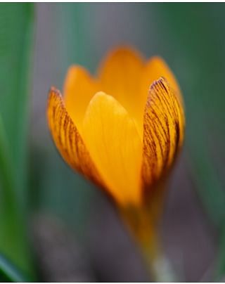 Crocus Orange Monarch Bulbs