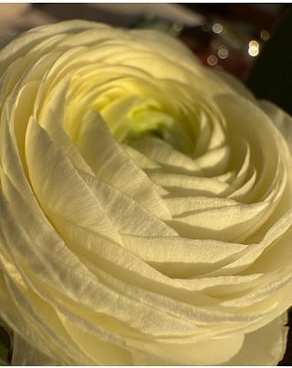 Ranunculus amandine Creme