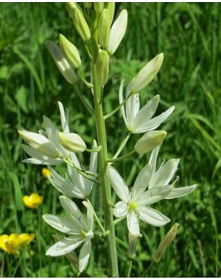 Camassia Leichtlinii Alba Bulbs