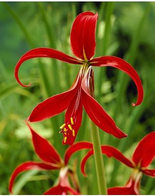 Sprekelia formosissima