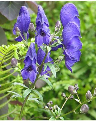 Aconitum Arendsii