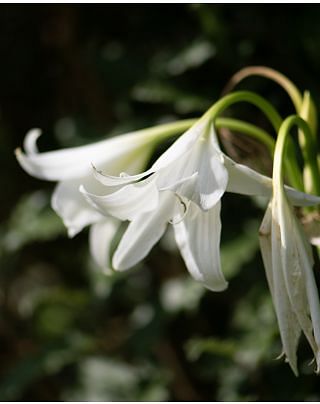 Crinum alba