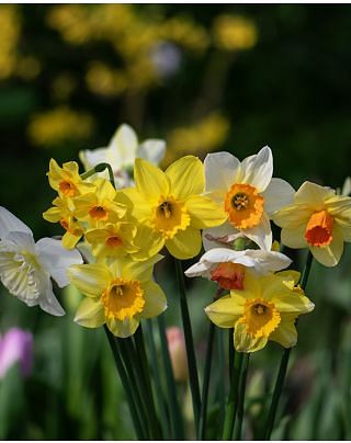 Daffodil & Narcissus Mixture