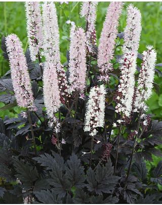 Actaea Brunette