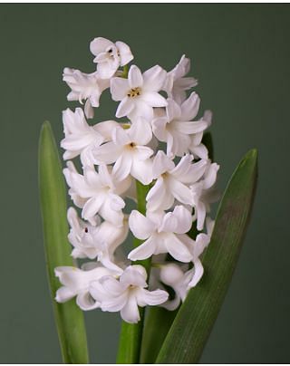 Prepared Hyacinth White Pearl Bulbs