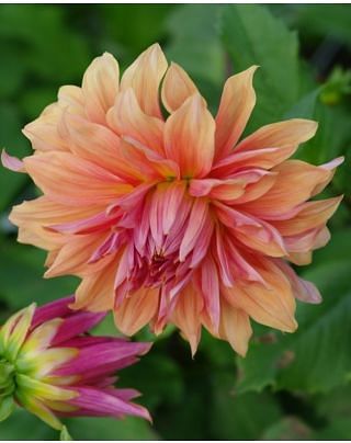 Dahlia Belle of Barmera Tubers