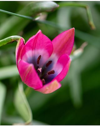 Tulip Little Beauty Bulbs
