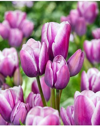 Tulip Purple Elegance Bulbs