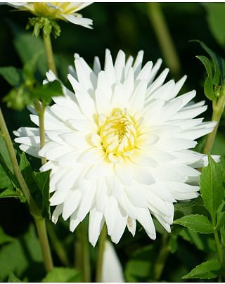 Dahlia My Love Bulbs