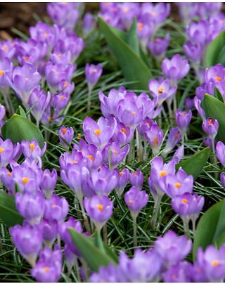 Crocus Tommasinianus Barr's Purple Bulbs