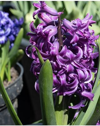 Hyacinth Purple Sensation