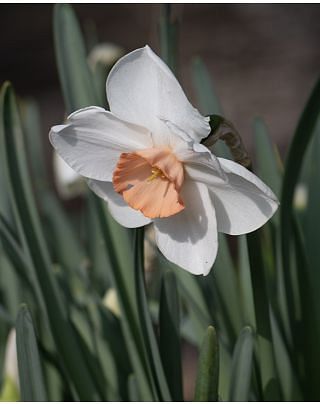 Narcissus Sophie Girl Bulbs