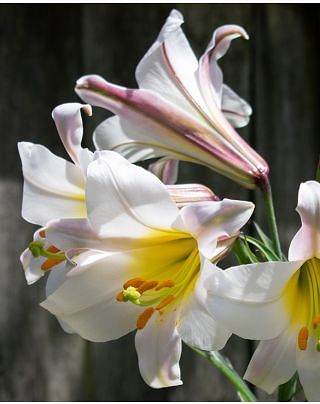 Lily Regale Bulbs