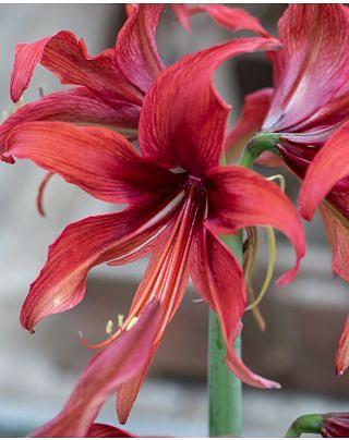 Amaryllis Bogota