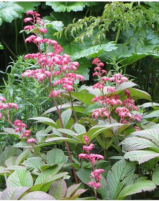 Rodgersia Superba