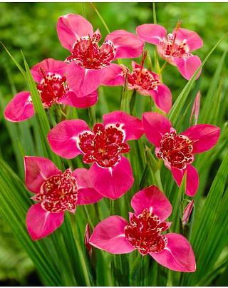 Tigridia Lilacea